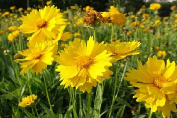 大花金鸡菊的花语是什么，寓意竞争心、永远、高兴等