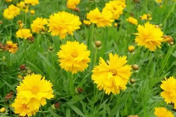 大花金鸡菊的花语是什么，寓意竞争心、永远、高兴等