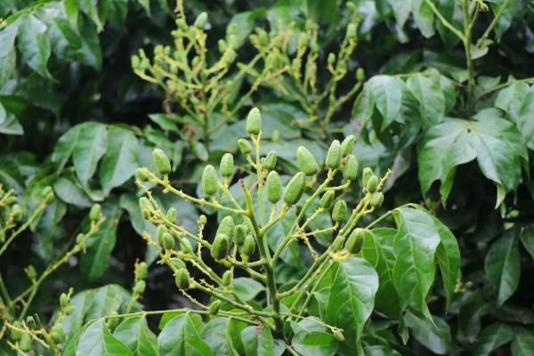黄皮树的开花时间，花朵在2-4月份开放