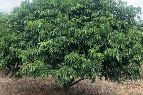 黄皮树的开花时间，花朵在2-4月份开放