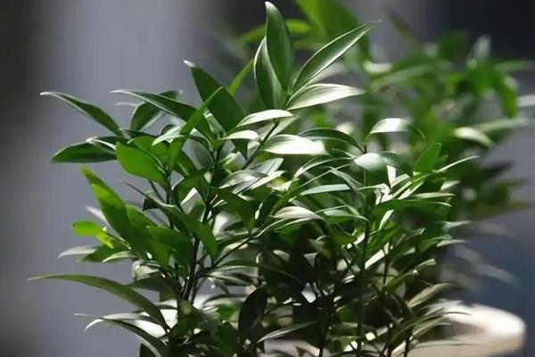 竹柏的养殖方法，要避免让它被直射光晒到