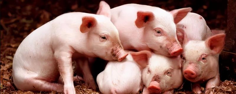 如何人工喂养小猪，前7天饲喂奶粉之后改喂教槽料