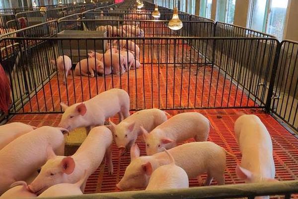如何人工喂养小猪，前7天饲喂奶粉之后改喂教槽料