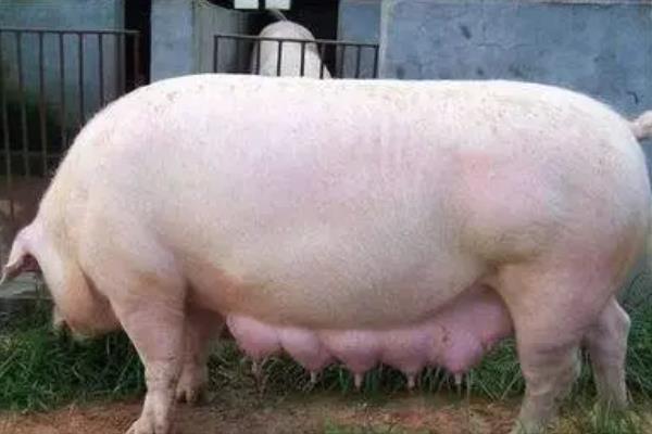 判断母猪是否发情的方法，会出现食欲下降、背部弓起等情况