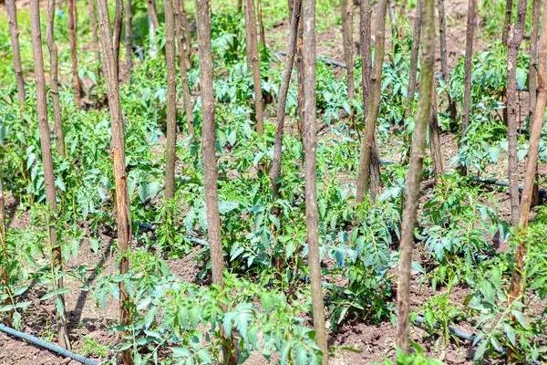 天麻的种植前景，价格稳定前景可观