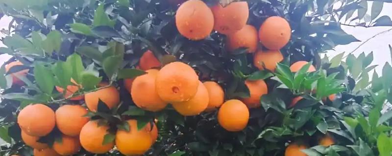 脐橙几年可以挂果，第三年就可以挂果