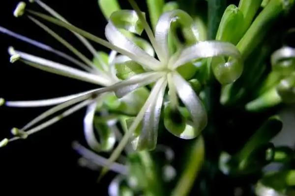 怎么给开花的虎皮兰授粉，可以进行人工授粉