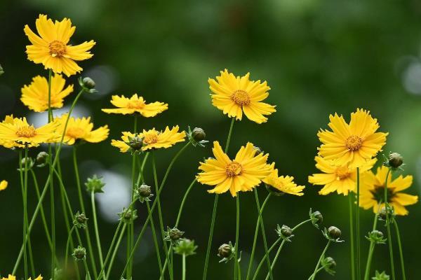 金鸡菊的花语，其花语为竞争心、上进心