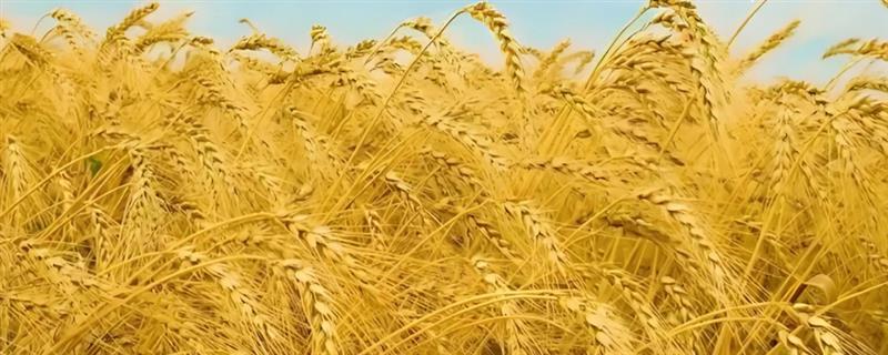 芒种节气吃什么食物，可以吃蛋、青梅、君踏菜等