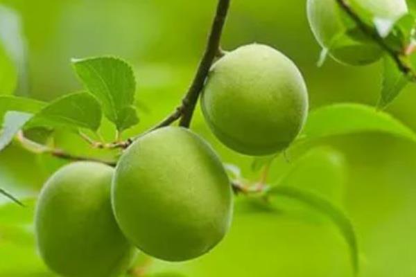 芒种节气吃什么食物，可以吃蛋、青梅、君踏菜等