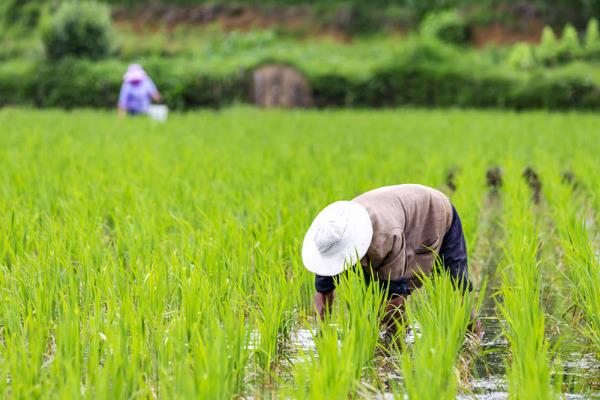 芒种节气吃什么食物，可以吃蛋、青梅、君踏菜等
