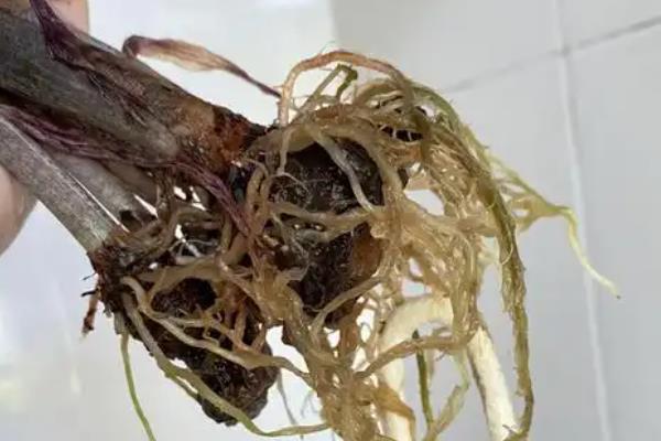 新飞羽竹芋的养殖方法，要每月施加一次稀薄的腐熟液肥