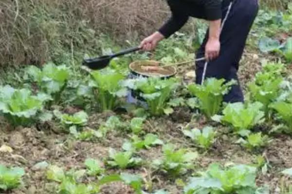 菜苗移栽几天可施肥，移栽后7-10天后可施肥