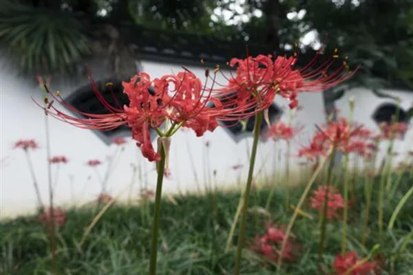 彼岸花的寓意，寓意生死相隔、生生不息等