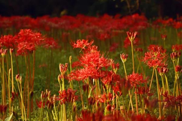 彼岸花的寓意，寓意生死相隔、生生不息等