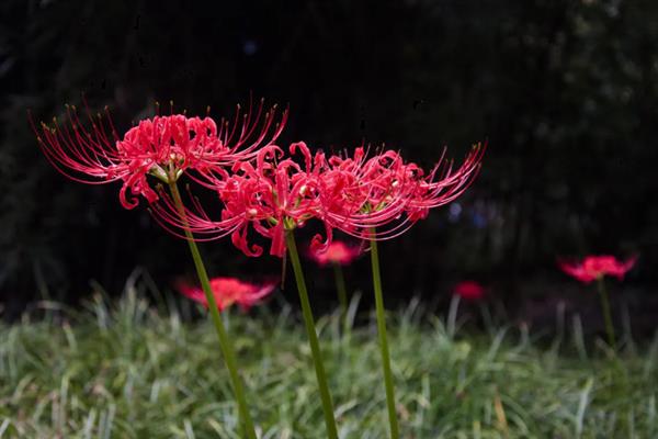 彼岸花的寓意，寓意生死相隔、生生不息等