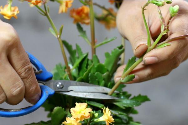 长寿花的修剪方法，可以在5月和9月进行