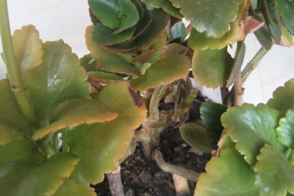 长寿花的修剪方法，可以在5月和9月进行