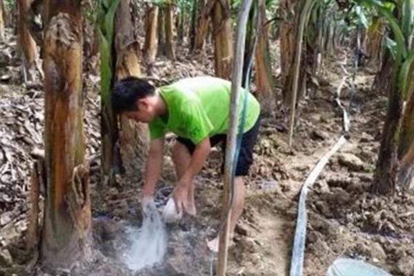 香蕉的产地，主产地在墨西哥、巴西、尼日利亚、云南等