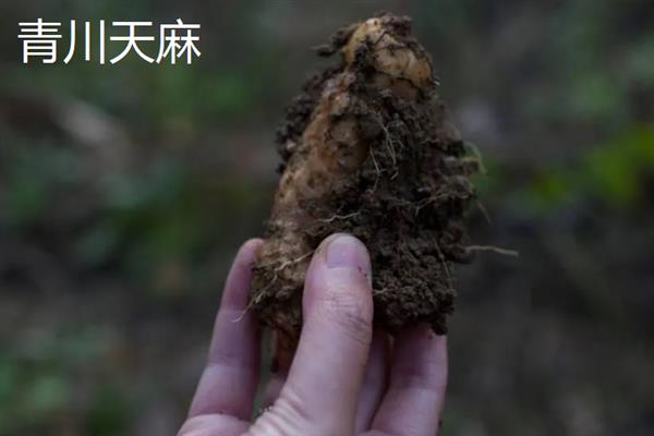 什么地方产的天麻好，大方、青川和金寨的天麻都比较有名