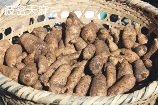 什么地方产的天麻好，大方、青川和金寨的天麻都比较有名
