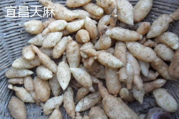 什么地方产的天麻好，大方、青川和金寨的天麻都比较有名