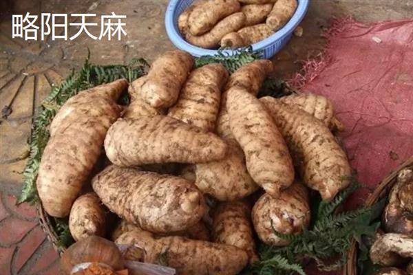 什么地方产的天麻好，大方、青川和金寨的天麻都比较有名