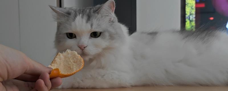 橘子皮对猫有没有害，橘子皮中毒可导致猫的呕吐和腹泻