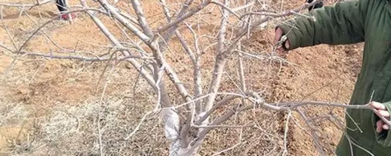 石榴如何修剪，掌握以下4点