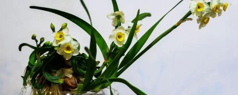 水仙花怎么水培，每隔1-2天换一次水