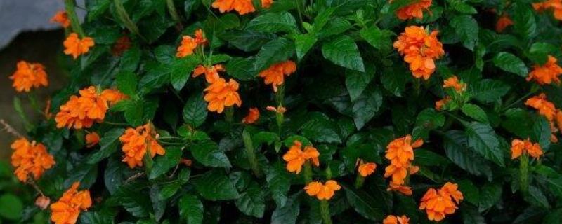 鸟尾花的花语，寓意平衡、方向、美丽等