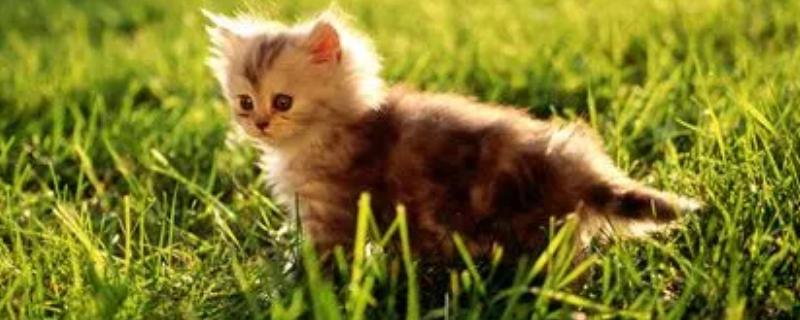 猫咪一直拉肚子的原因，肠道菌群不平衡、肉类蛋白过敏是主因