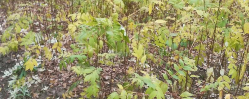 黄柏如何栽培，可种子繁殖也可分根繁殖
