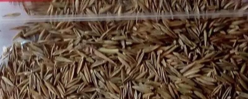 果岭草种子的种植方法，春秋两季种植为佳