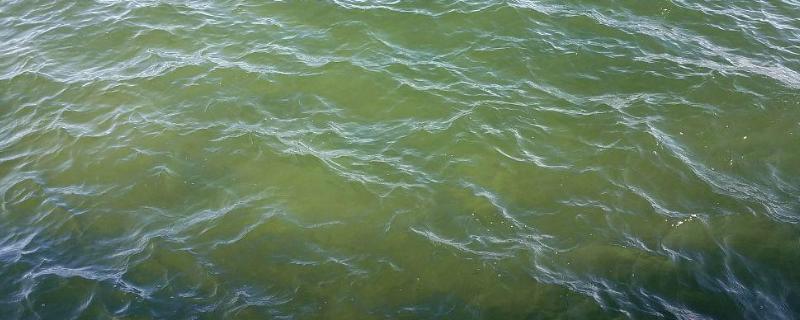 鱼塘水发绿的解决办法，可生物控制也可使用药物去除