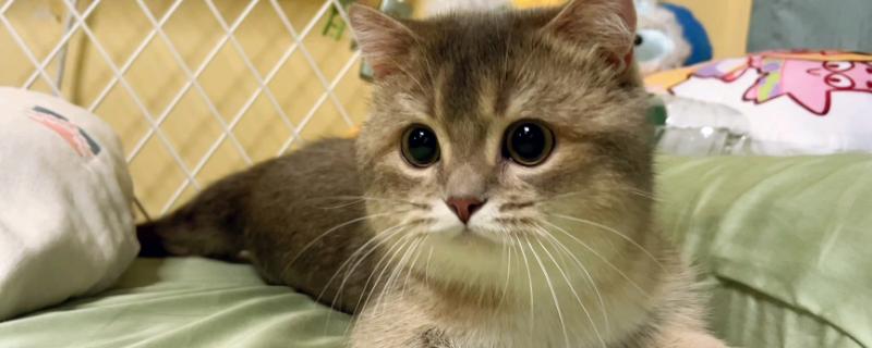 让猫咪发腮的方法，要选择低盐生态猫粮和保持适当的运动