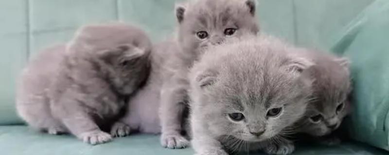 猫咪的挑选方法，毛发光滑且有光泽的猫比较健康