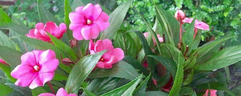 可以染指甲的花是什么，叫凤仙花