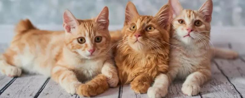 猫咪攻击主人的原因，可能是防御反应或误导性行为