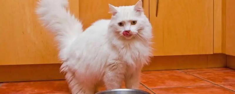 日常猫咪的喂养注意事项，不要用犬粮喂猫