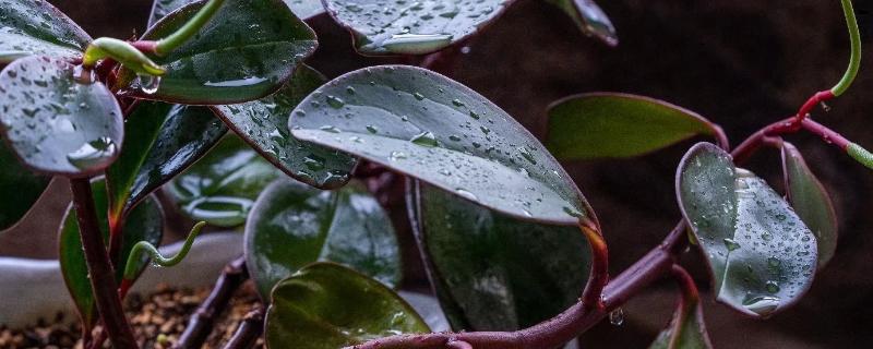 红边椒草的花朵长什么样，花序为绿白色、呈挺立或微弯曲状态
