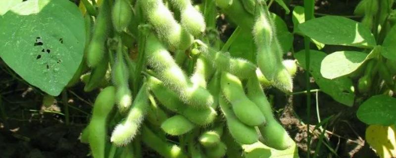 大豆的需肥特点，不同生育阶段需肥量有差异