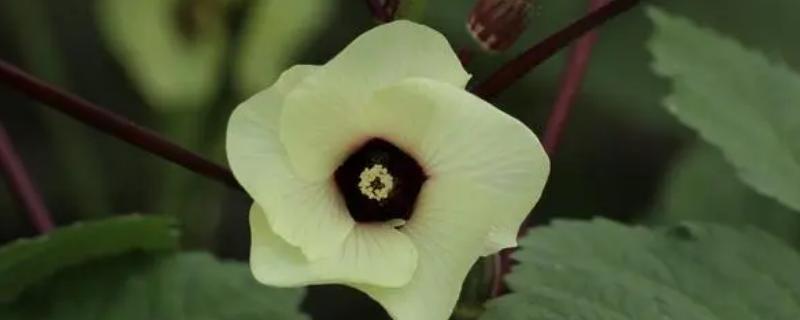 秋葵的花朵外观，花萼和花瓣分别呈钟形、倒卵形
