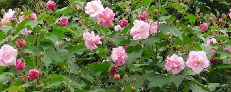 芙蓉花的花朵颜色有什么变化，是从白色到粉色