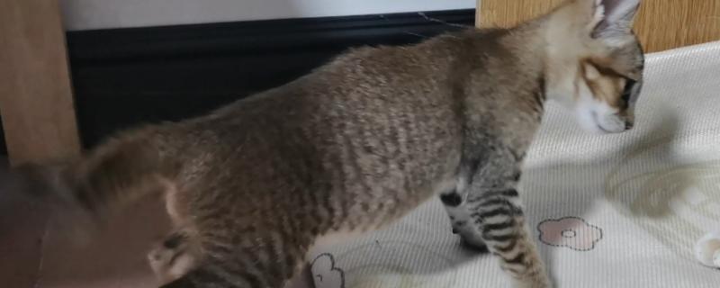 猫由于感染猫鼻支而引发高烧如何治疗，打退烧针、饲喂退烧药可以降低体温