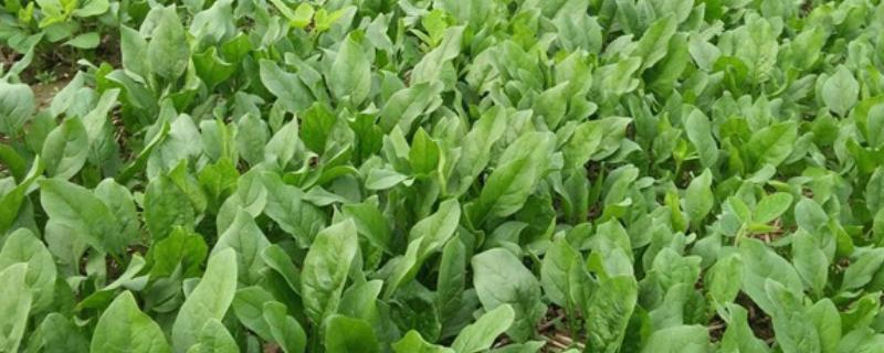 菠菜是否四季都能种植，合理安排时间并做好管理即可四季栽培