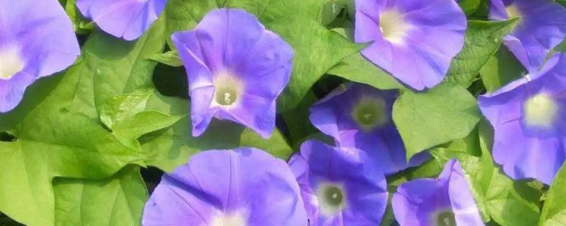 牵牛花如何掐尖，在植株长出3-4片真叶后进行