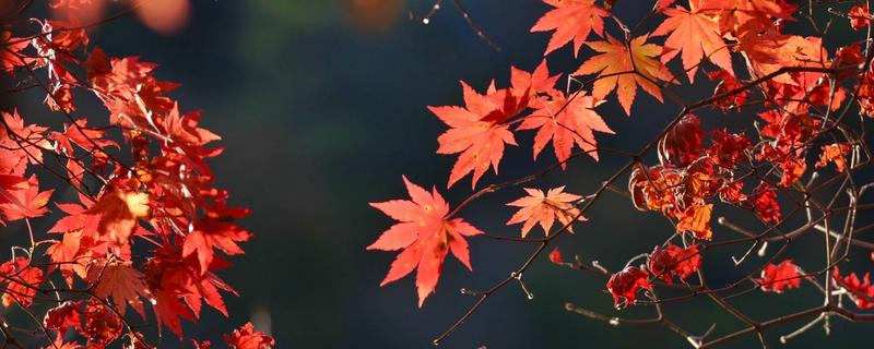 枫叶的寓意，寓意思念、进取等