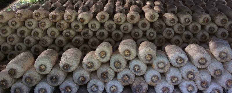 种蘑菇所需条件，生长的适宜温度为26-32℃