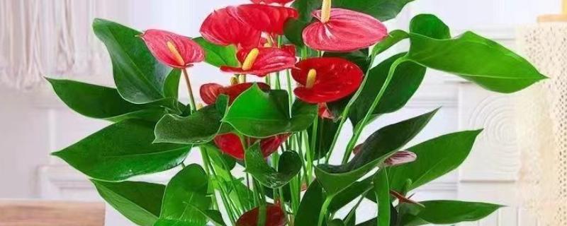红掌和花烛有区别吗，红掌和花烛没有区别